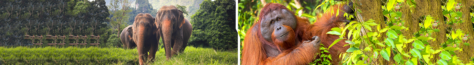 Asia’s Hidden Wilderness: Elephant Hills & Borneo – 9 Nights