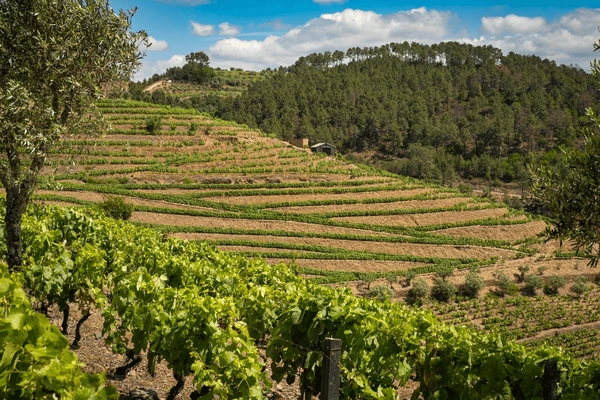 Régua