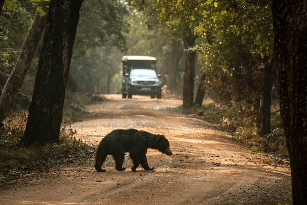 Sri Lanka Safari Odyssey: Nature’s Kingdom