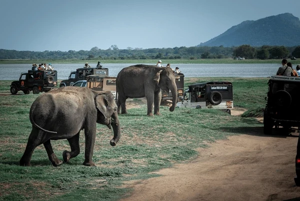 Sri Lanka Safari Odyssey: Nature’s Kingdom