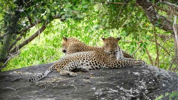 Sri Lanka Safari Odyssey: Nature’s Kingdom
