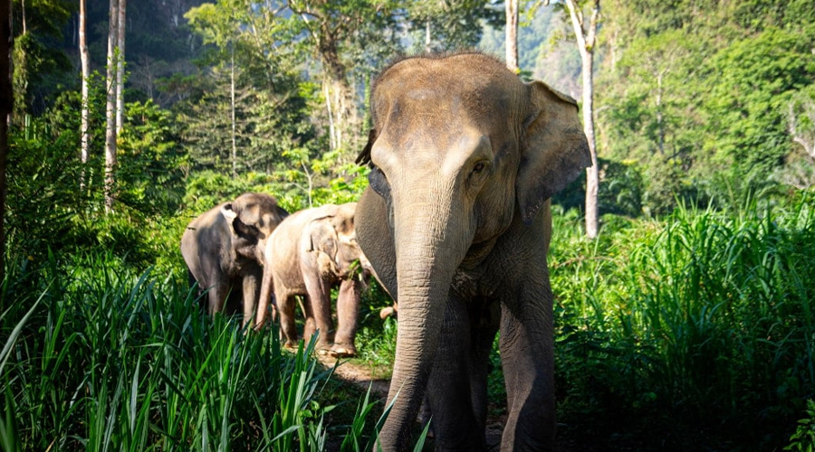 Thailand Holiday Package