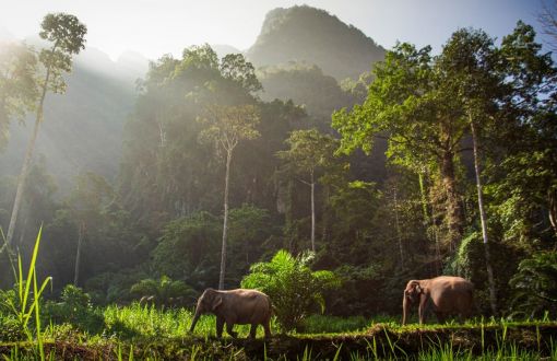 Elephant Hills Package