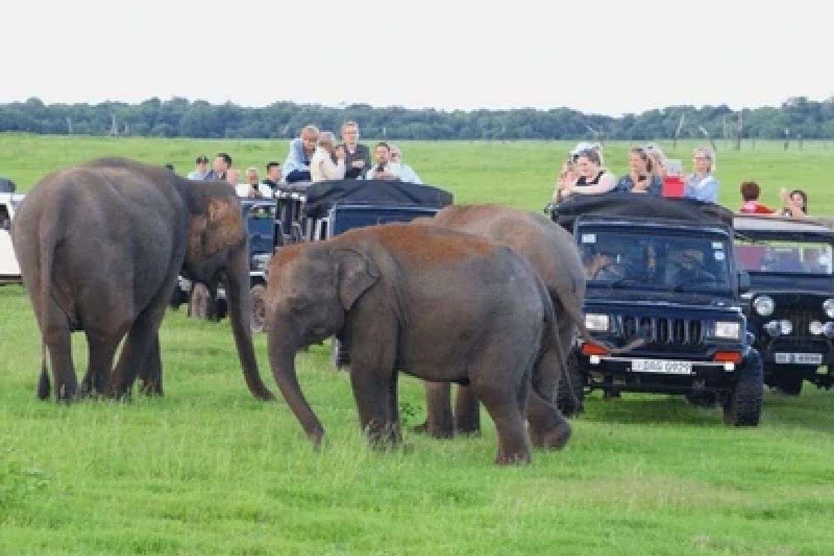 Sri Lanka Safari Odyssey: Nature’s Kingdom