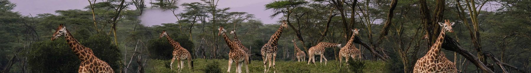 Kenya and Tanzania Holiday Package