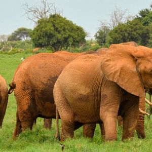 Flights to Kenya from London