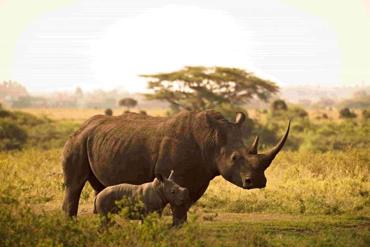 Kenya Holiday Package