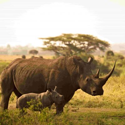 Kenya Holiday Package