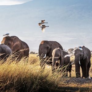Kilimanjaro Flights