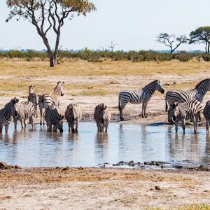 Maun Flights