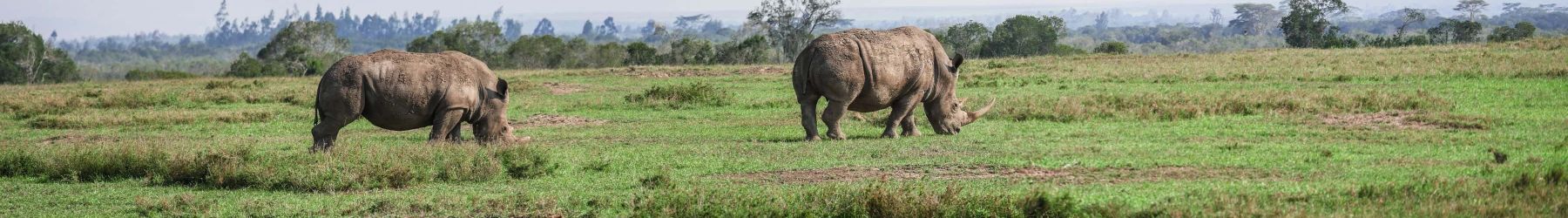 Kenya Migratory Adventure Package