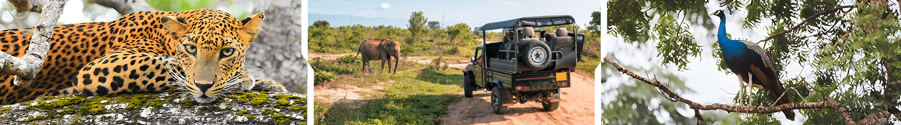 Sri Lanka Safari Odyssey: 11 Nights in Nature’s Kingdom