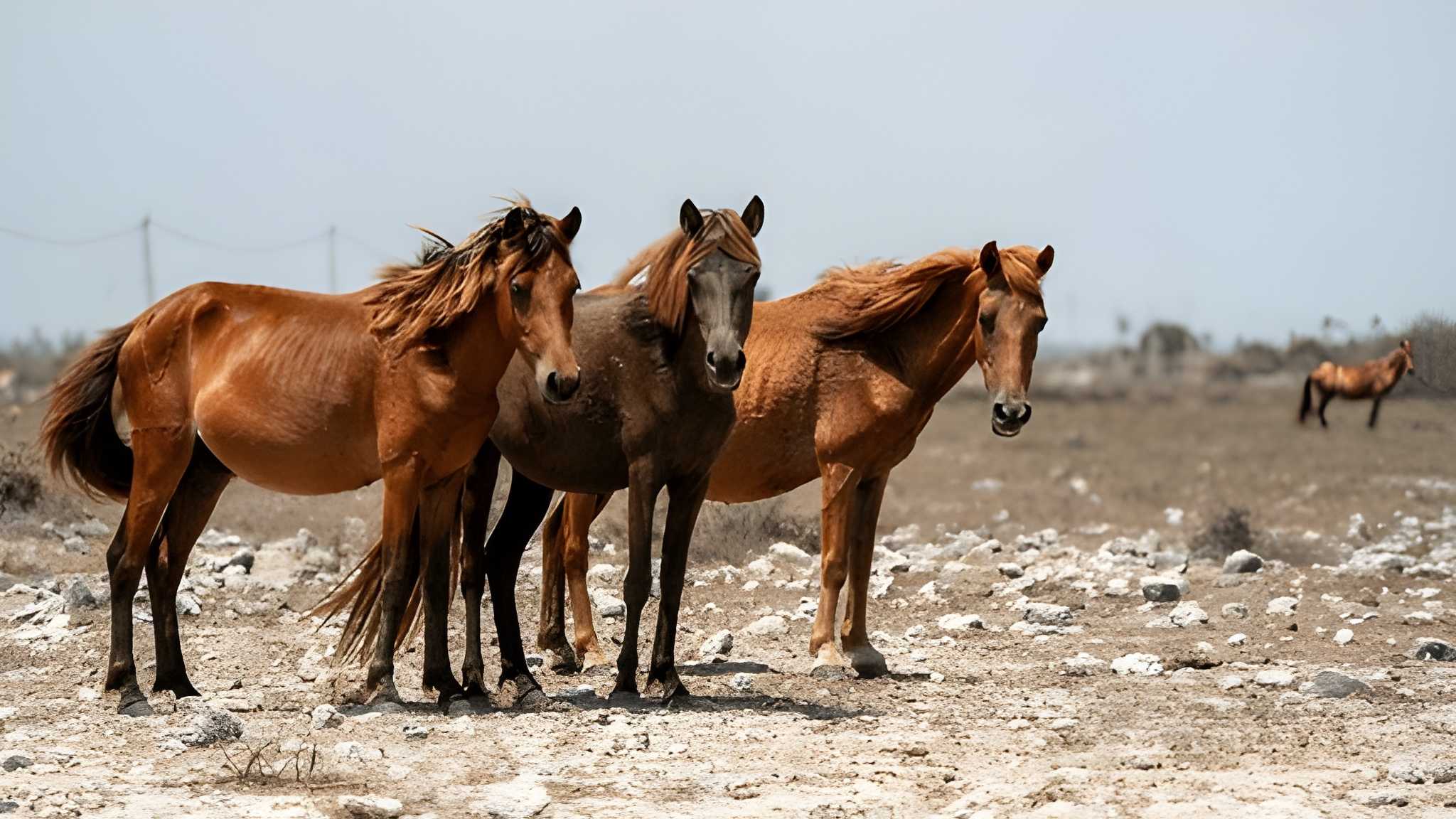 North & East Sri Lanka – 12 Nights