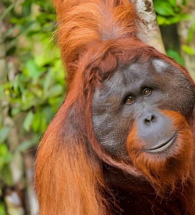 City to Rainforest: 8 Nights of Bangkok & Borneo Discovery