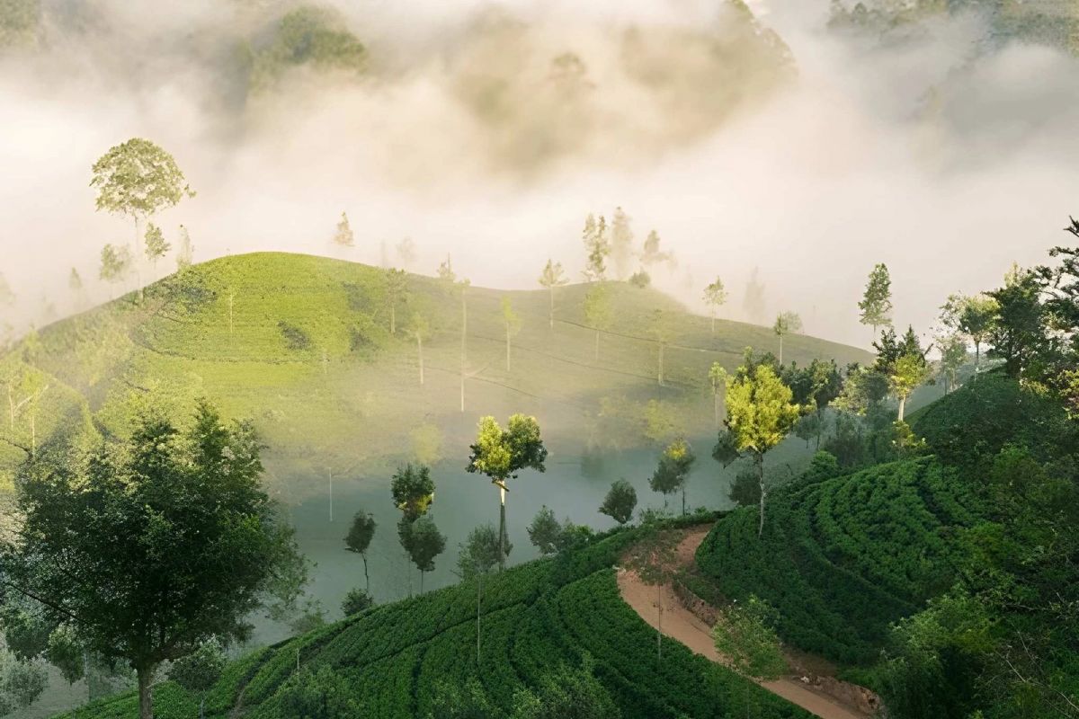 Sri Lanka Escorted Tour