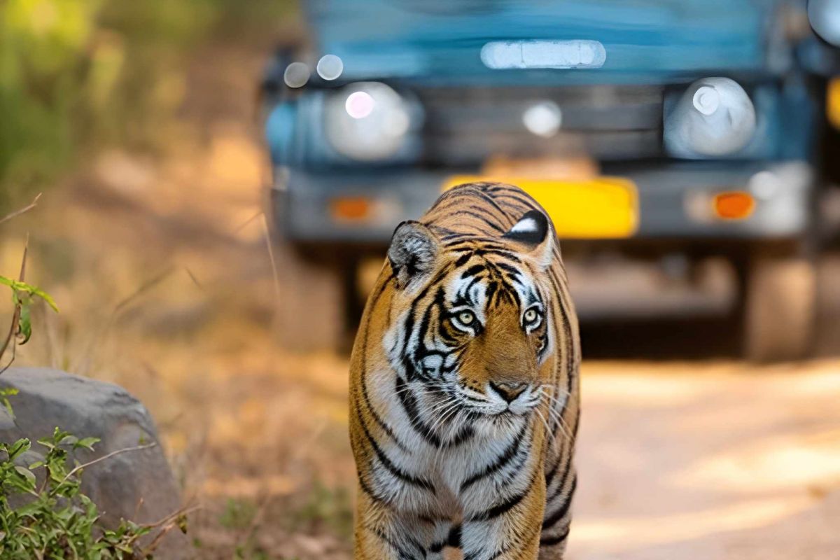India Tiger Safari Package