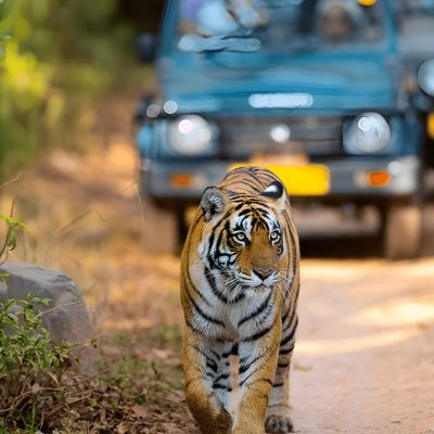 India Tiger Safari Package