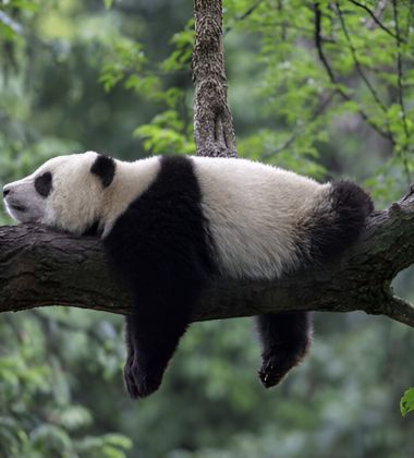 Unforgettable China: 10 Days in Beijing, Xi’an, Chengdu & Shanghai