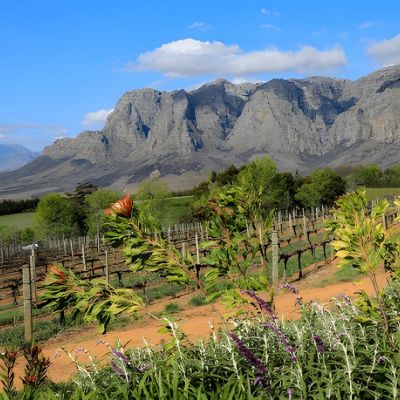 Cape Town & Stellenbosch