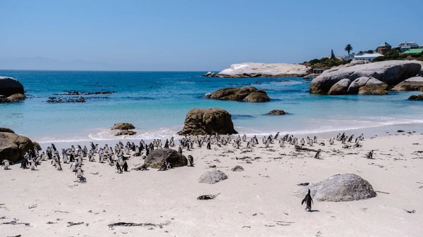 Cape Town & Stellenbosch
