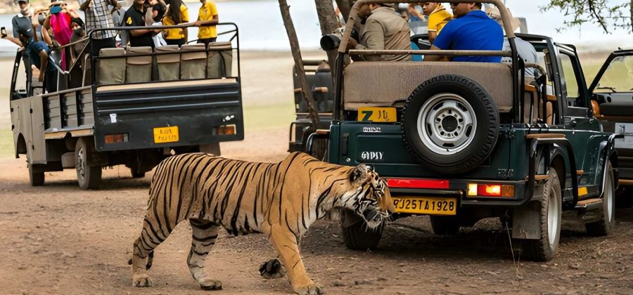 Ranthambore Holiday