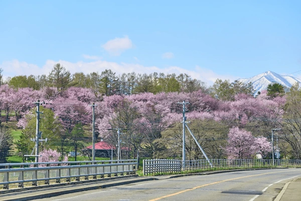 Shimizu