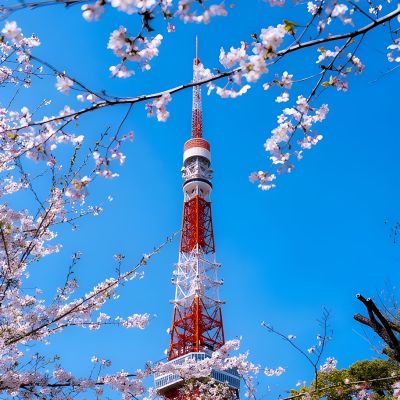 Japan & South Korea Cherry Blossom Cruise – 14 Nights