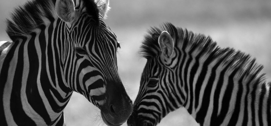 Kenya Tour Package