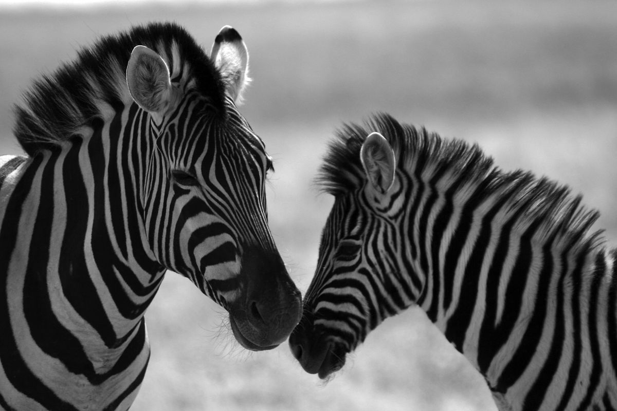Kenya Tour Package
